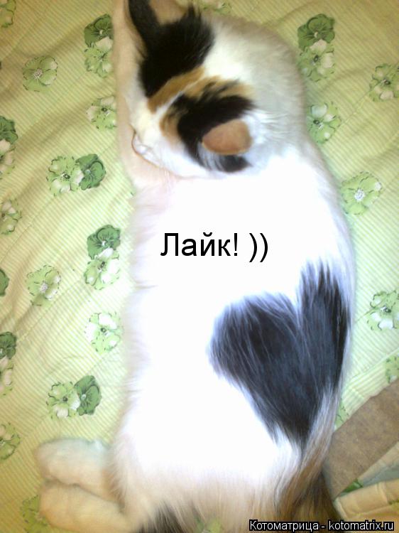 Котоматрица: Лайк! ))