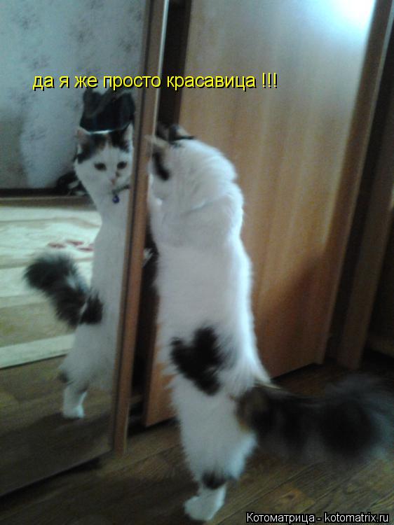 Котоматрица: да я же просто красавица !!!