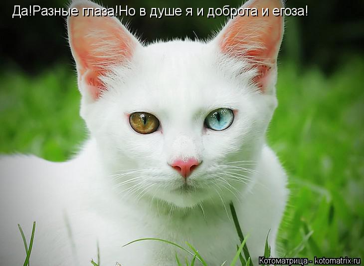 Котоматрица: Да!Разные глаза!Но в душе я и доброта и егоза!