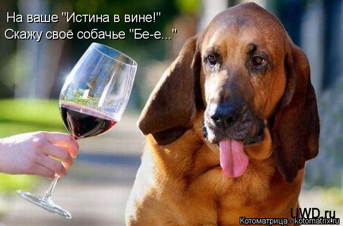 На ваше "Истина в вине!" Скажу своё собачье "Бе-е..."... Котоматрица: На ваше "Истина в вине!" Скажу своё собачье "Бе-е..."