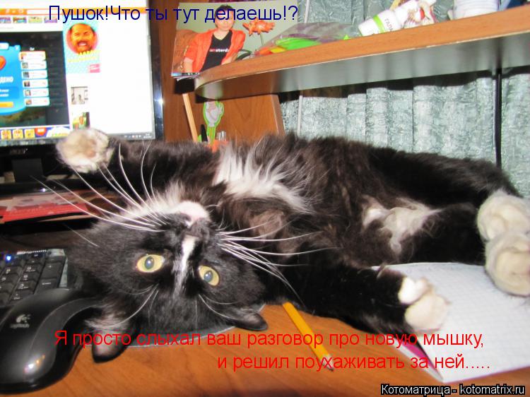 Пушок!Что ты тут делаешь!? Я просто слыхал ваш разговор про новую мышку, и решил поухаживать за ней..... Котоматрица: Пушок!Что ты тут делаешь!? Я просто слыхал ваш разговор про новую мышку, и решил поухаживать за ней.....