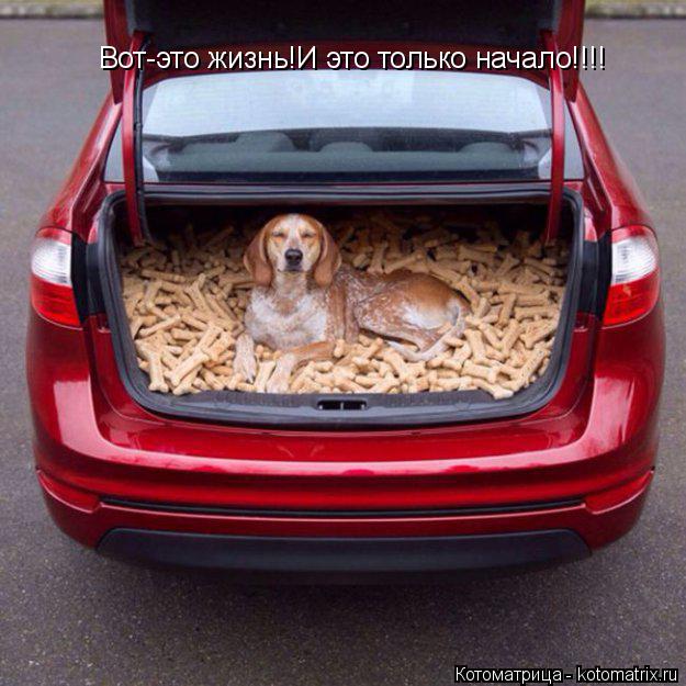 Котоматрица: Вот-это жизнь!И это только начало!!!!