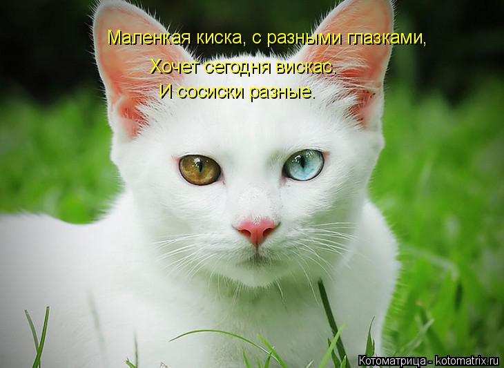 Маленкая киска, с разными глазками, Хочет сегодня вискас. И сосиски разные.... Котоматрица: Маленкая киска, с разными глазками, Хочет сегодня вискас. И сосиски разные.