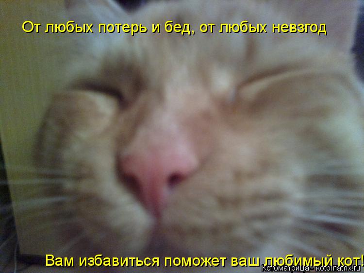 Котоматрица: От любых потерь и бед, от любых невзгод Вам избавиться поможет ваш любимый кот!