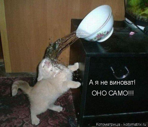 А я не виноват! ОНО САМО!!!... Котоматрица: А я не виноват! ОНО САМО!!!
