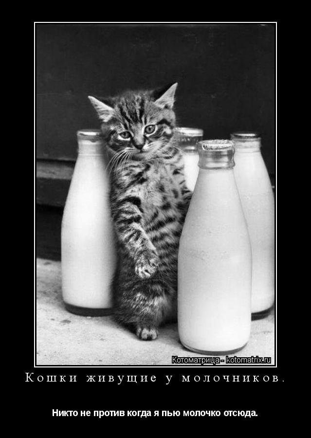 Котоматрица: Кошки живущие у молочников. Никто не против когда я пью молочко отсюда.