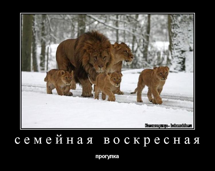 Котоматрица: семейная воскресная прогулка