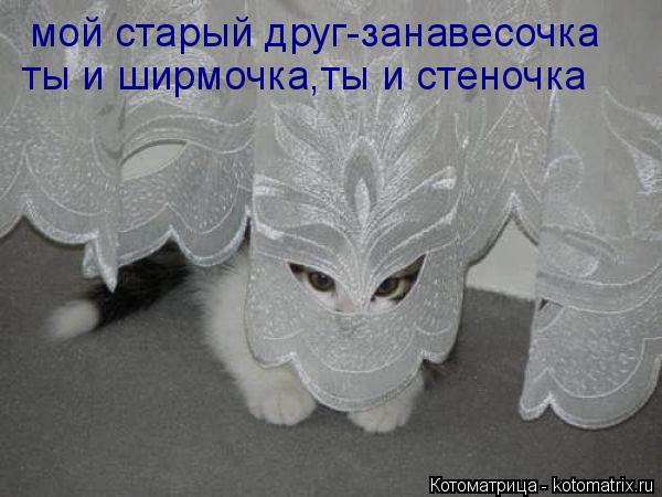 мой старый друг-занавесочка ты и ширмочка,ты и стеночка... Котоматрица: мой старый друг-занавесочка ты и ширмочка,ты и стеночка