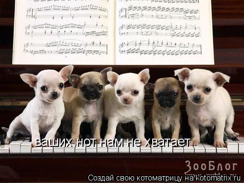 Котоматрица: ваших нот нам не хватает