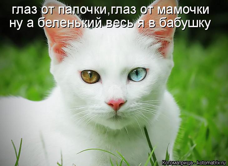 глаз от папочки,глаз от мамочки ну а беленький весь я в бабушку... Котоматрица: глаз от папочки,глаз от мамочки ну а беленький весь я в бабушку