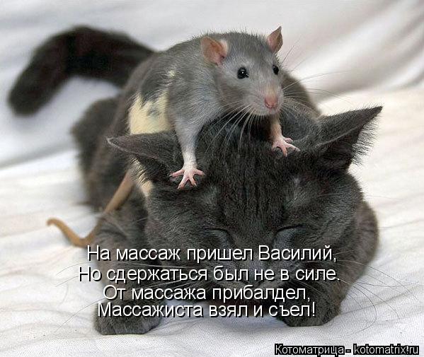 Но сдержаться был не в силе. От массажа прибалдел, Массажиста взял и съел! На массаж пришел Василий,... Котоматрица: Но сдержаться был не в силе. От массажа прибалдел, Массажиста взял и съел! На массаж пришел Василий,