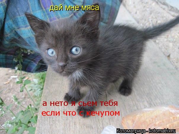 а нето я сьем тебя дай мне мяса если что с кечупом... Котоматрица: а нето я сьем тебя дай мне мяса если что с кечупом