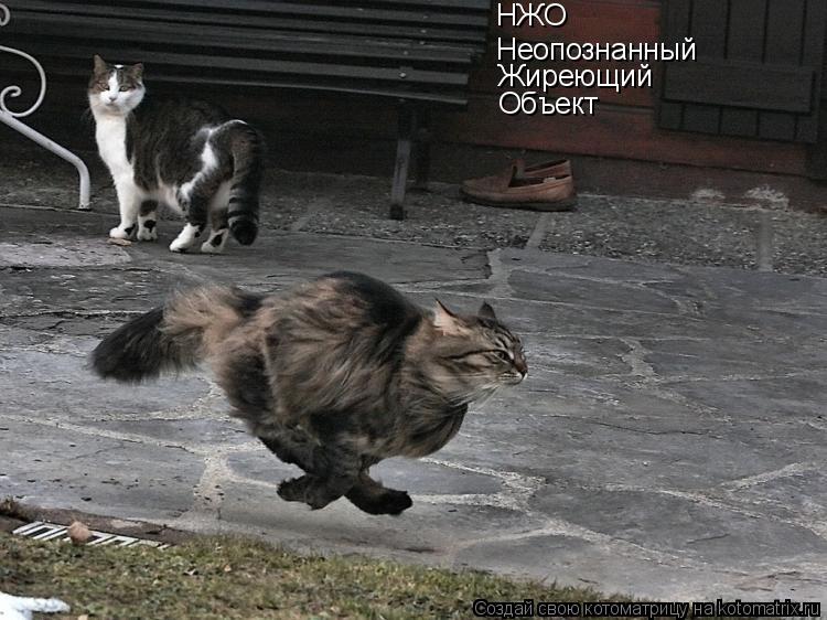 Котоматрица: НЖО Неопознанный Жиреющий Объект