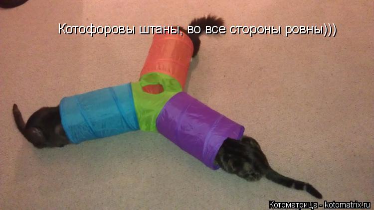 Котоматрица: Котофоровы штаны, во все стороны ровны)))
