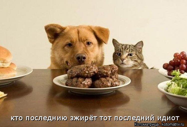 Котоматрица: кто последнию зжирёт тот последний идиот