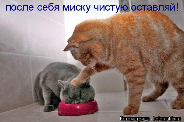 после себя миску чистую оставляй!... Котоматрица: после себя миску чистую оставляй!