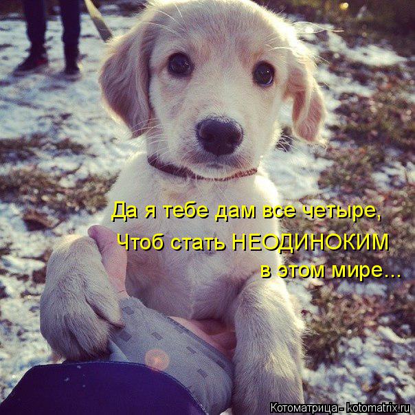 Да я тебе дам все четыре, Чтоб стать НЕОДИНОКИМ в этом мире...... Котоматрица: Да я тебе дам все четыре, Чтоб стать НЕОДИНОКИМ в этом мире...