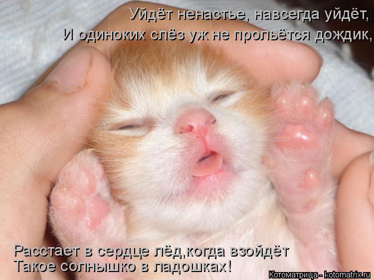 Такое солнышко в ладошках! Уйдёт ненастье, навсегда уйдёт, И одиноких слёз уж не прольётся дождик, Р... Котоматрица: Такое солнышко в ладошках! Уйдёт ненастье, навсегда уйдёт, И одиноких слёз уж не прольётся дождик, Расстает в сердце лёд,когда взойдёт