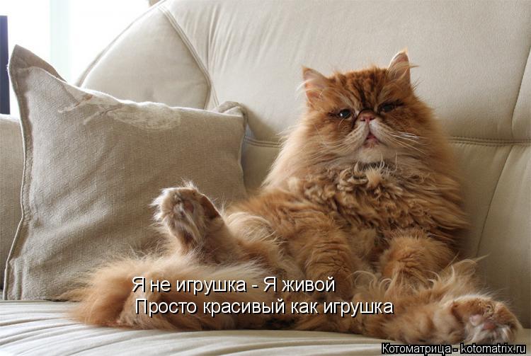 Я не игрушка - Я живой Просто красивый как игрушка... Котоматрица: Я не игрушка - Я живой Просто красивый как игрушка