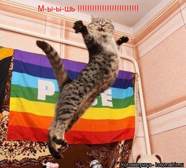 М-ы-ы-шь !!!!!!!!!!!!!!!!!!!!!!!!!... Котоматрица: М-ы-ы-шь !!!!!!!!!!!!!!!!!!!!!!!!!