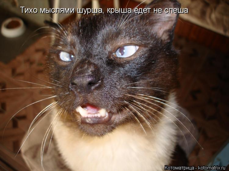 Тихо мыслями шурша, крыша едет не спеша... Котоматрица: Тихо мыслями шурша, крыша едет не спеша