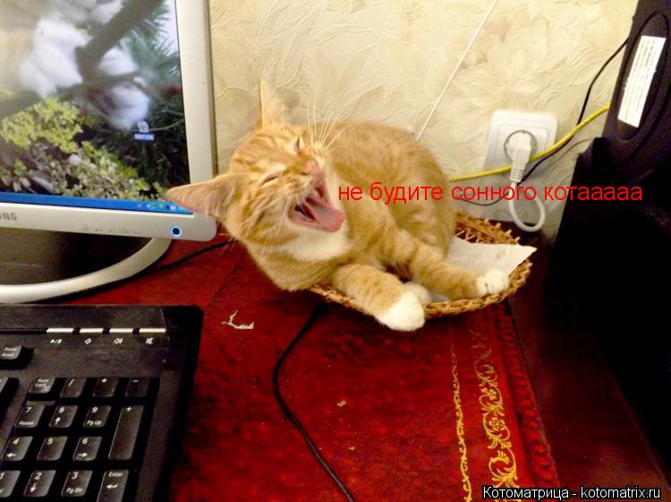 не будите сонного котааааа... Котоматрица: не будите сонного котааааа
