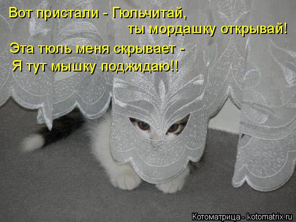 Вот пристали - Гюльчитай, ты мордашку открывай! Эта тюль меня скрывает - Я тут мышку поджидаю!!... Котоматрица: Вот пристали - Гюльчитай, ты мордашку открывай! Эта тюль меня скрывает - Я тут мышку поджидаю!!