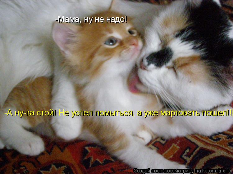 -Мама, ну не надо! -А ну-ка стой! Не успел помыться, а уже мартовать пошел!!!... Котоматрица: -Мама, ну не надо! -А ну-ка стой! Не успел помыться, а уже мартовать пошел!!!