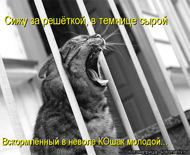 Сижу за решёткой, в темнице сырой Вскормлённый в неволе КОшак молодой...... Котоматрица: Сижу за решёткой, в темнице сырой Вскормлённый в неволе КОшак молодой...