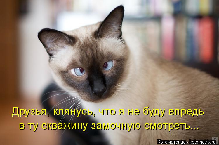 Друзья, клянусь, что я не буду впредь в ту скважину замочную смотреть...... Котоматрица: Друзья, клянусь, что я не буду впредь в ту скважину замочную смотреть...
