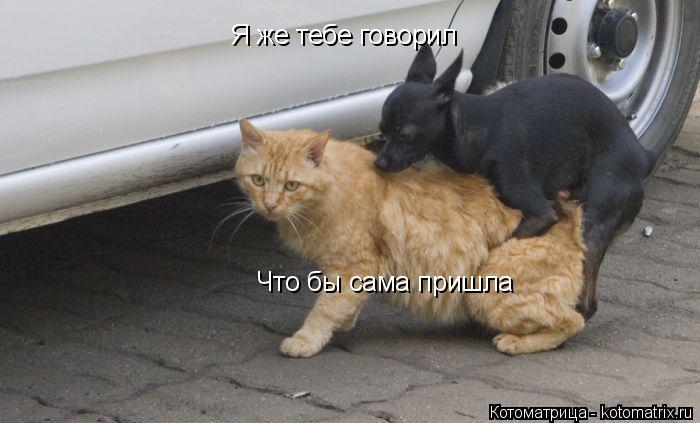 Котоматрица: Я же тебе говорил Что бы сама пришла  Что бы сама пришла