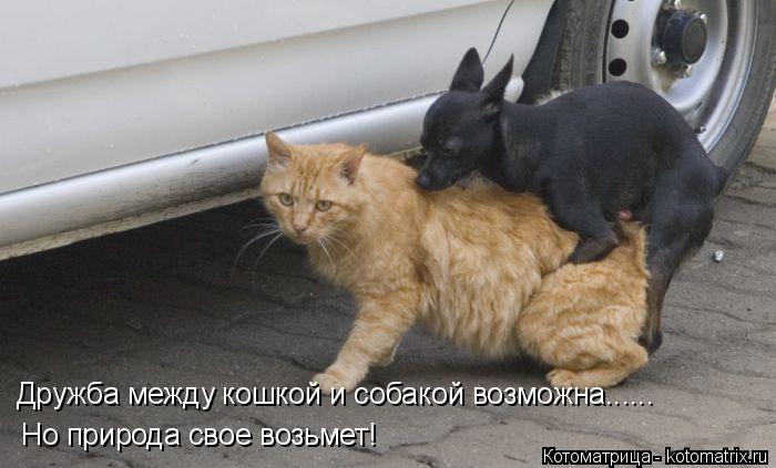 Котоматрица: Дружба между кошкой и собакой возможна...... Но природа свое возьмет!