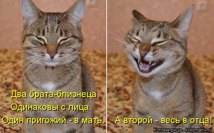 Котоматрица: Два брата-близнеца, Одинаковы с лица. Один пригожий - в мать, А второй - весь в отца!