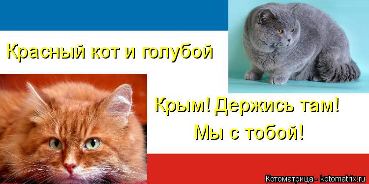 Красный кот и голубой Крым! Держись там! Мы с тобой!... Котоматрица: Красный кот и голубой Крым! Держись там! Мы с тобой!