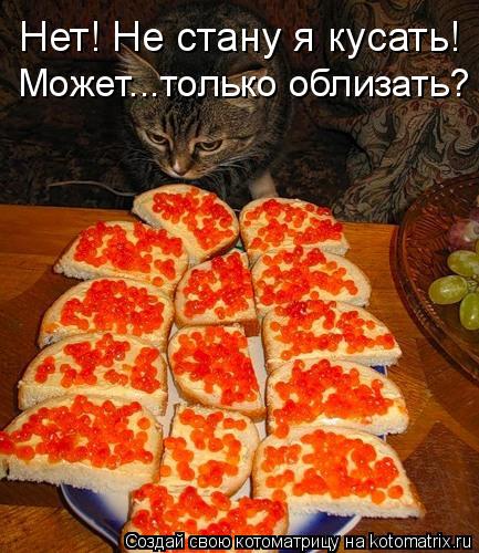 Нет! Не стану я кусать! Может...только облизать?... Котоматрица: Нет! Не стану я кусать! Может...только облизать?