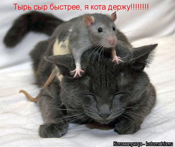 Тырь сыр быстрее, я кота держу!!!!!!!!... Котоматрица: Тырь сыр быстрее, я кота держу!!!!!!!!
