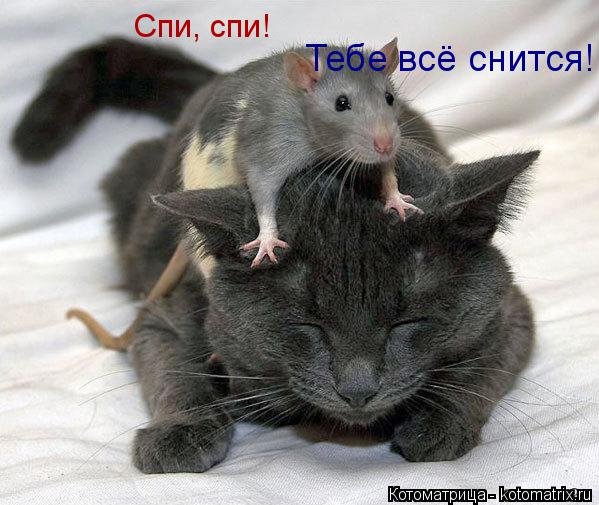 Спи, спи! Тебе всё снится!... Котоматрица: Спи, спи! Тебе всё снится!
