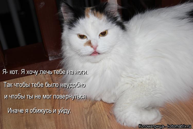 Котоматрица: Я- кот. Я хочу лечь тебе на ноги. Так чтобы тебе было неудобно  и чтобы ты не мог повернуться Иначе я обижусь и уйду.
