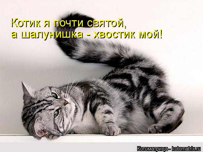 Котоматрица: Котик я почти святой, а шалунишка - хвостик мой!