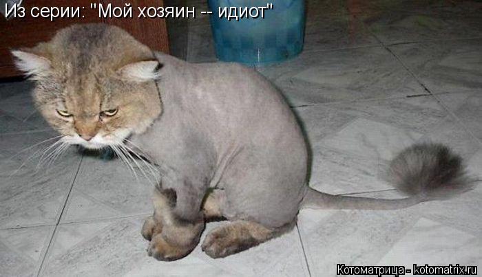 Котоматрица: Из серии: "Мой хозяин -- идиот"