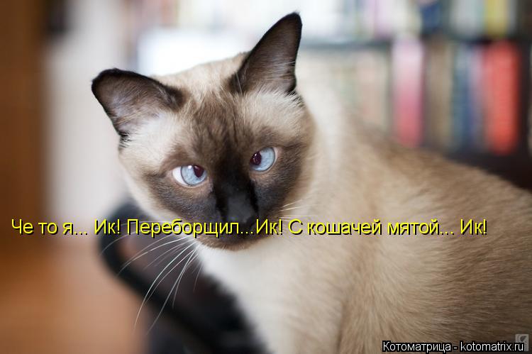 Че то я... Ик! Переборщил...Ик! С кошачей мятой... Ик!... Котоматрица: Че то я... Ик! Переборщил...Ик! С кошачей мятой... Ик!