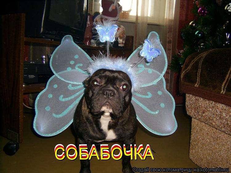 СОБАБОЧКА СОБАБОЧКА СОБАБОЧКА... Котоматрица: СОБАБОЧКА СОБАБОЧКА СОБАБОЧКА