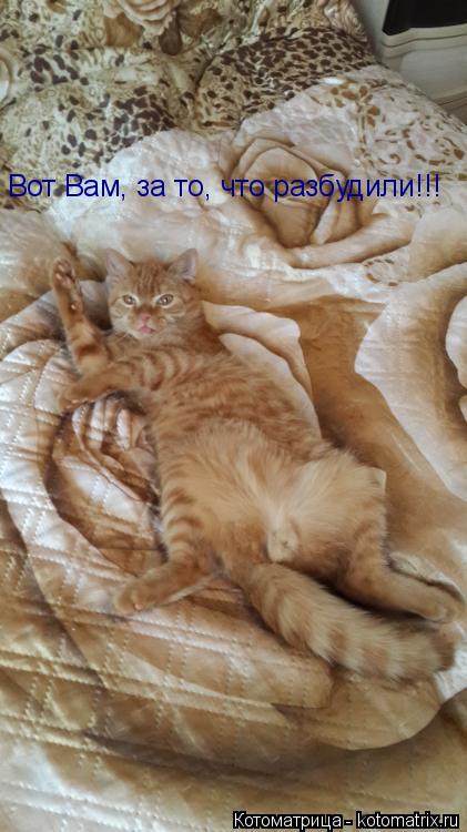 Вот Вам, за то, что разбудили!!!... Котоматрица: Вот Вам, за то, что разбудили!!!