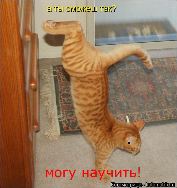 а ты сможеш так? могу научить! .... Котоматрица: а ты сможеш так? могу научить! .