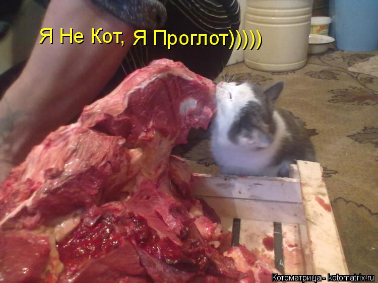 Котоматрица: Я Не Кот, Я Проглот)))))