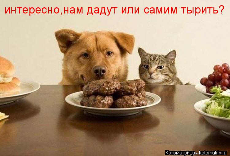 интересно,нам дадут или самим тырить?... Котоматрица: интересно,нам дадут или самим тырить?