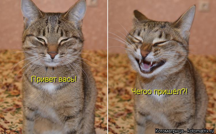Привет вась! Чегоо пришёл?!... Котоматрица: Привет вась! Чегоо пришёл?!
