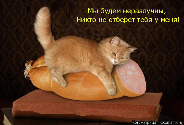 Никто не отберет тебя у меня! Мы будем неразлучны,... Котоматрица: Никто не отберет тебя у меня! Мы будем неразлучны,