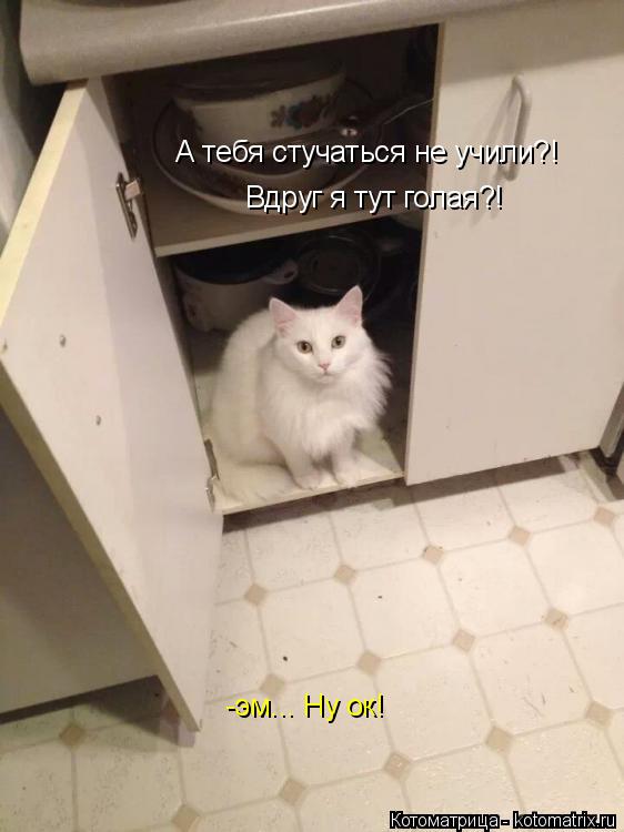 А тебя стучаться не учили?! Вдруг я тут голая?! -эм... Ну ок!... Котоматрица: А тебя стучаться не учили?! Вдруг я тут голая?! -эм... Ну ок!