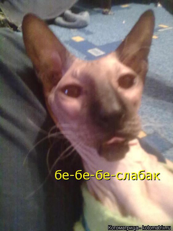 Котоматрица: бе-бе-бе-слабак